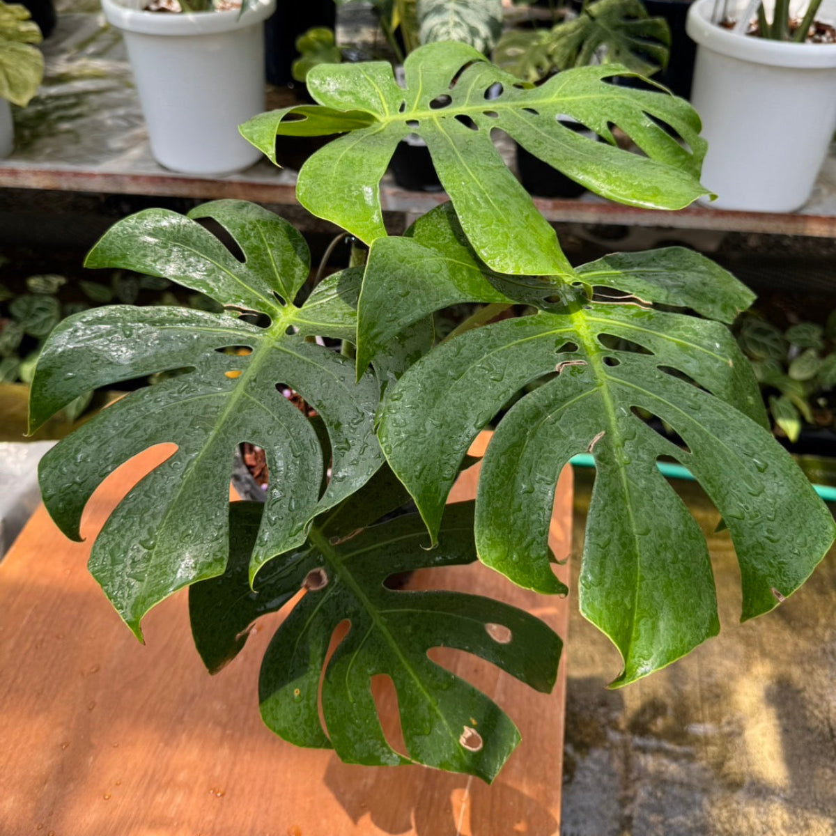 希少】モンステラ デリシオーサ 'マクロコズム' – RARE PLANTS JAPAN