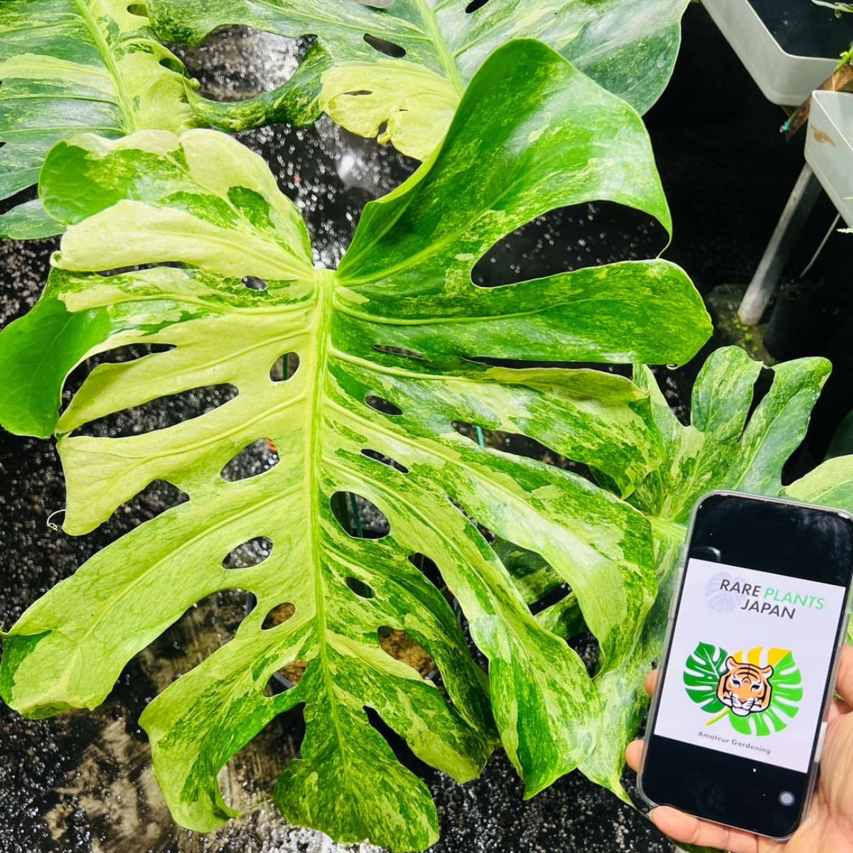 コレクション】【予約販売】モンステラ デリシオーサ 'オーシャン