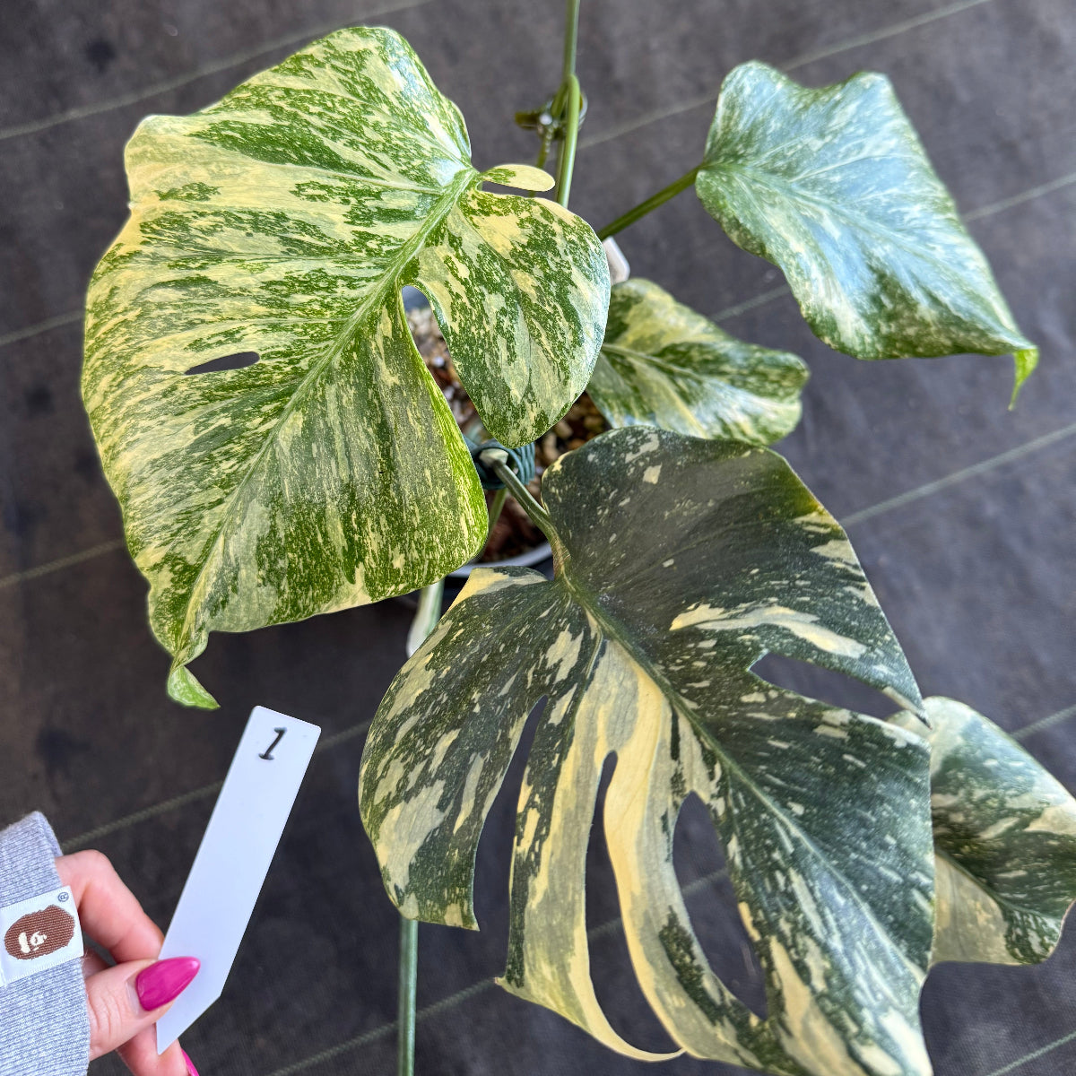 2芽有り】モンステラ デリシオーサ 'タイコンステレーション クリーム