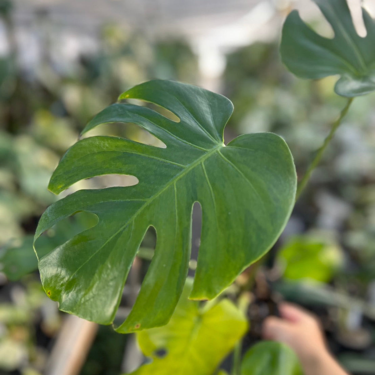 選抜株】モンステラ デリシオーサ 'グリーンオングリーン抹茶 斑入り