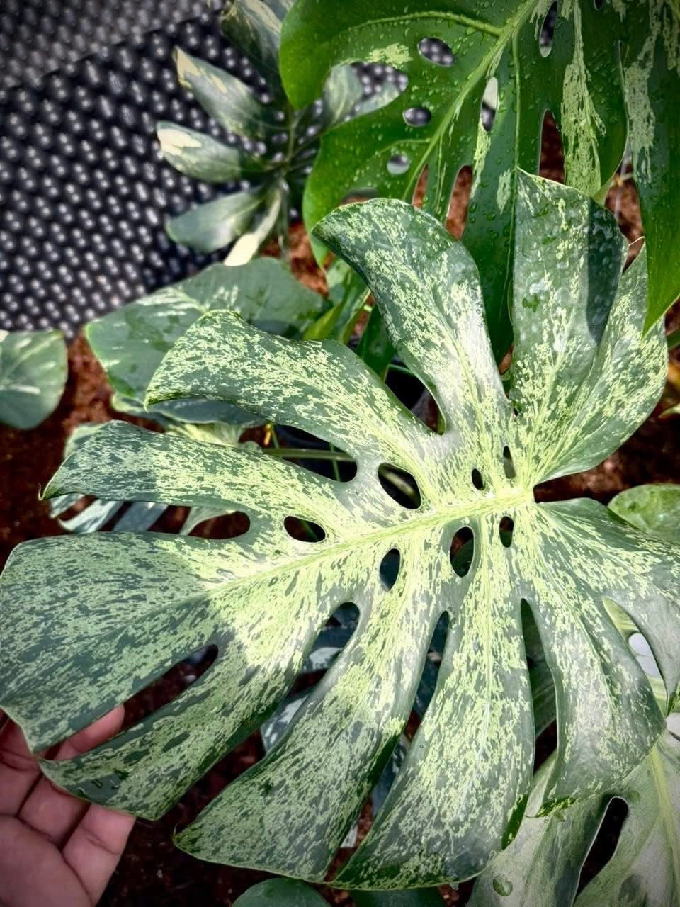 3日間限定受付/予約販売】モンステラ・デリシオーサ 'ベトシオーサ