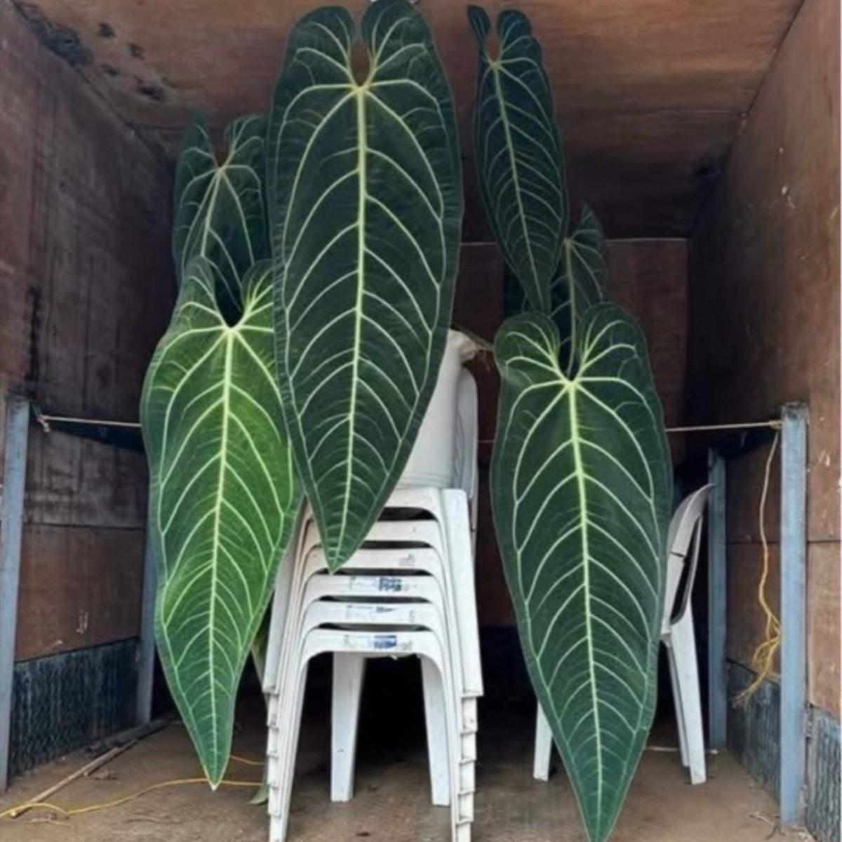 訳アリ】アンスリウム ワロクアナム 3号サイズ – RARE PLANTS JAPAN