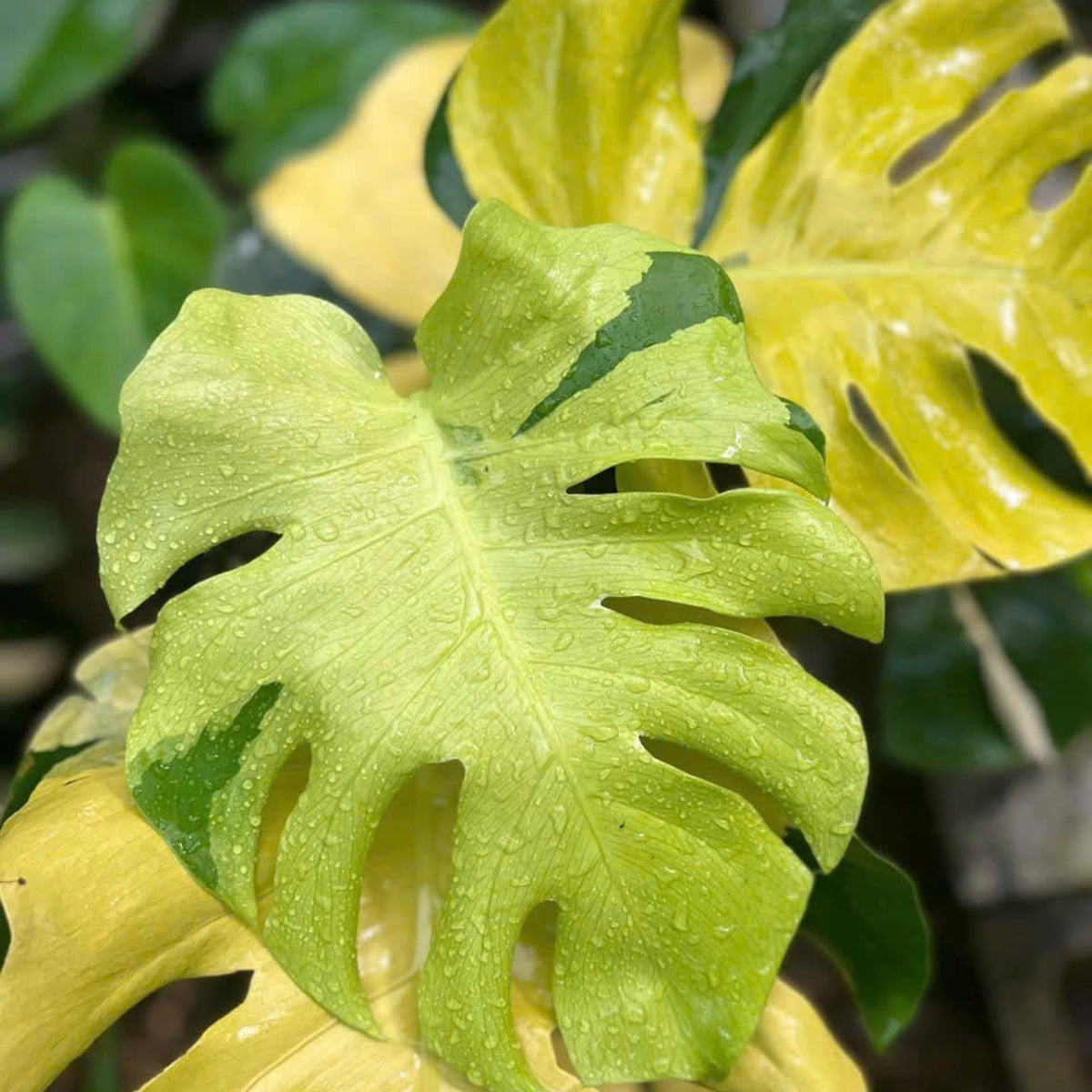 予約販売/数量限定】【コレクション】モンステラ デリシオーサ 'レモン