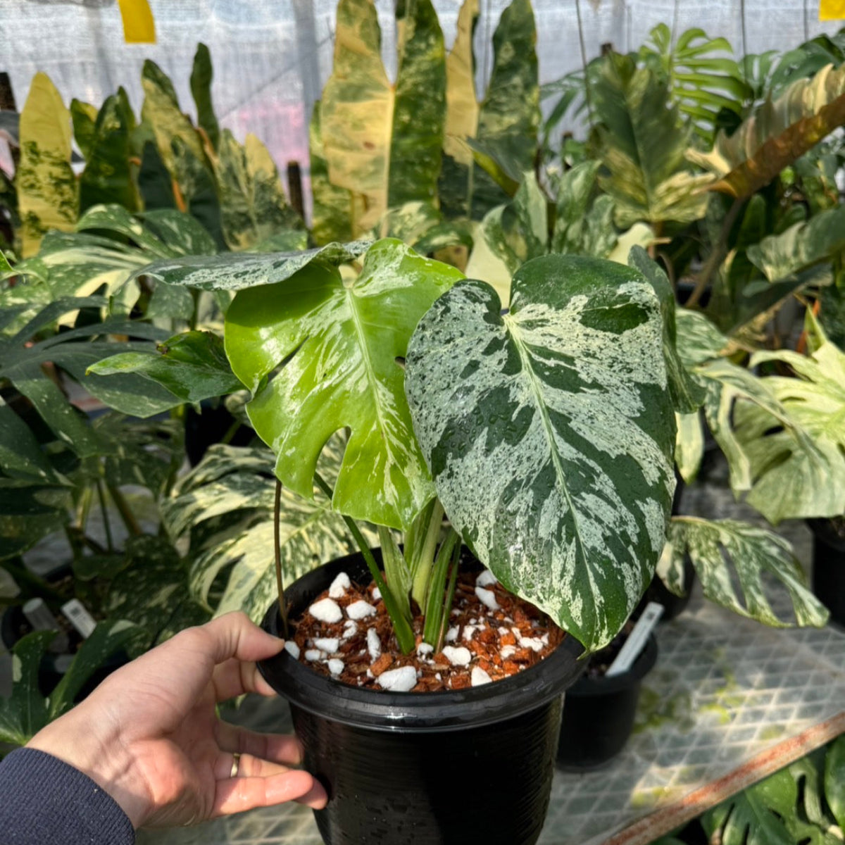 厳選2株追加】モンステラ・デリシオーサ 'ベトシオーサ' – RARE PLANTS
