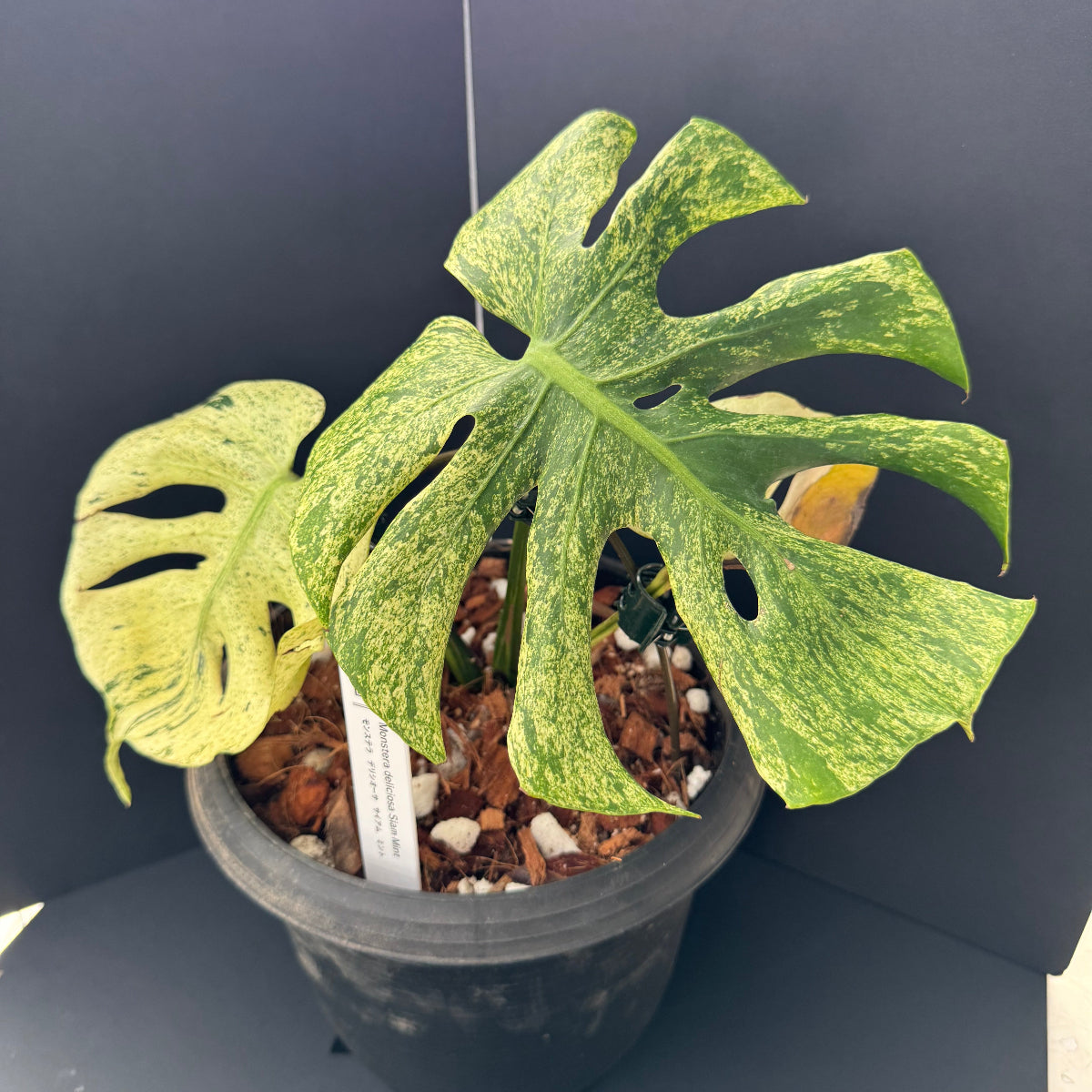 コレクション】モンステラ・デリシオーサ 'サイアムミント' – RARE