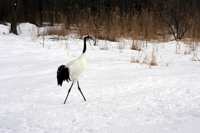 釧路湿原・鶴の舞