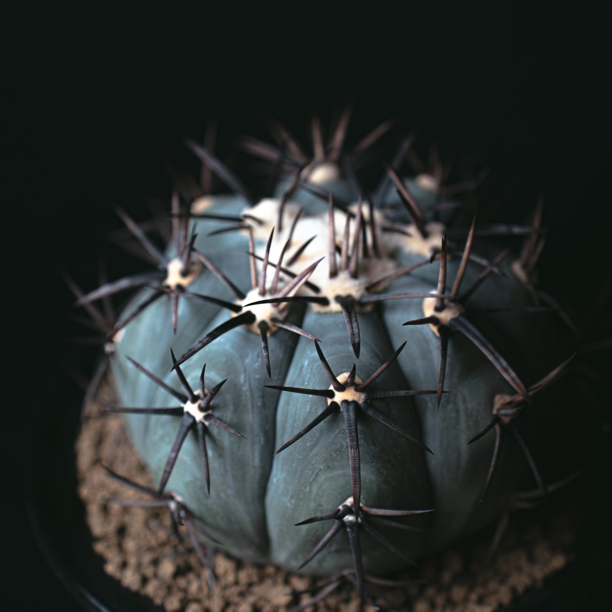 エキノカクタス 雷帝 – Sigma Plants