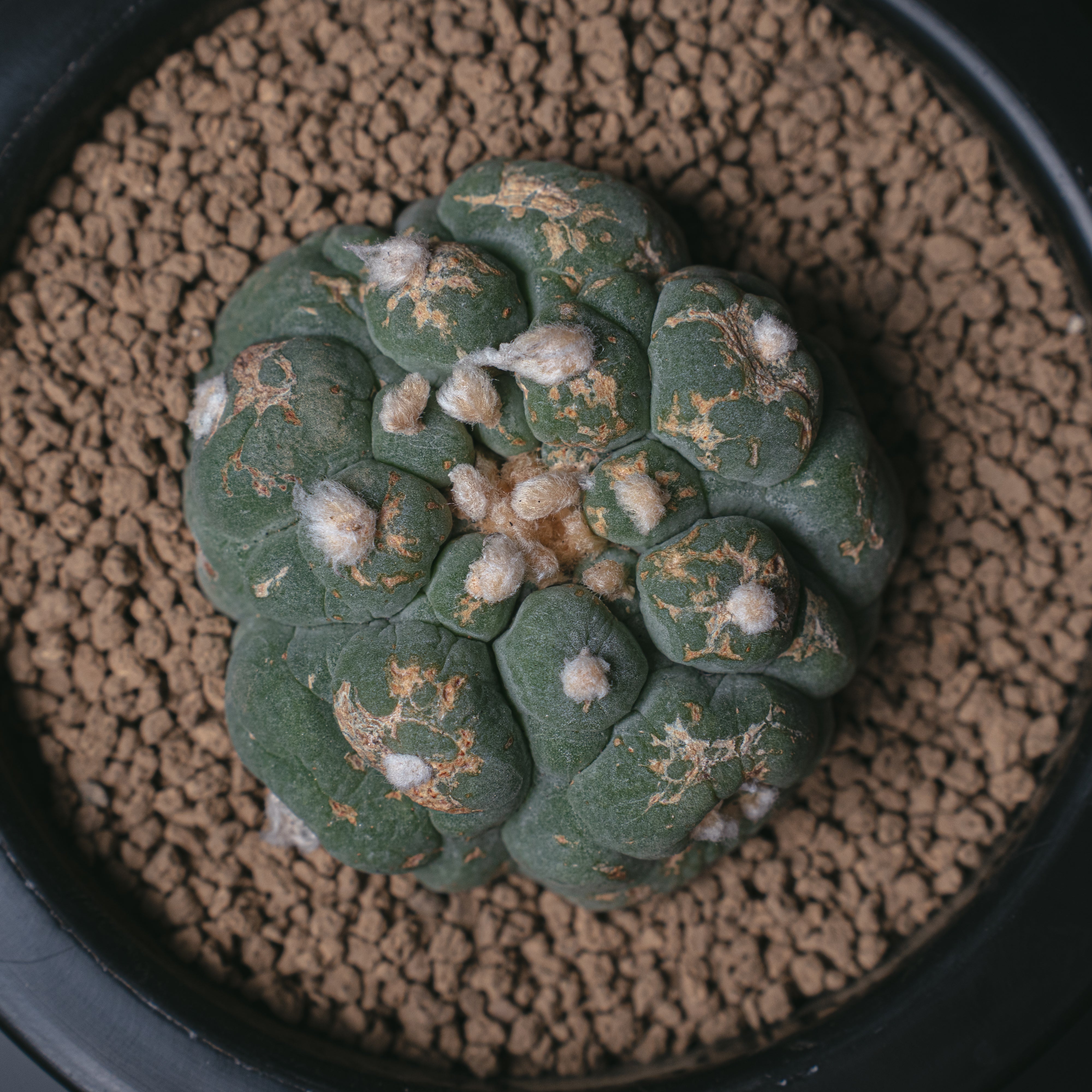 DSC01152_90631f44-4bed-4269-