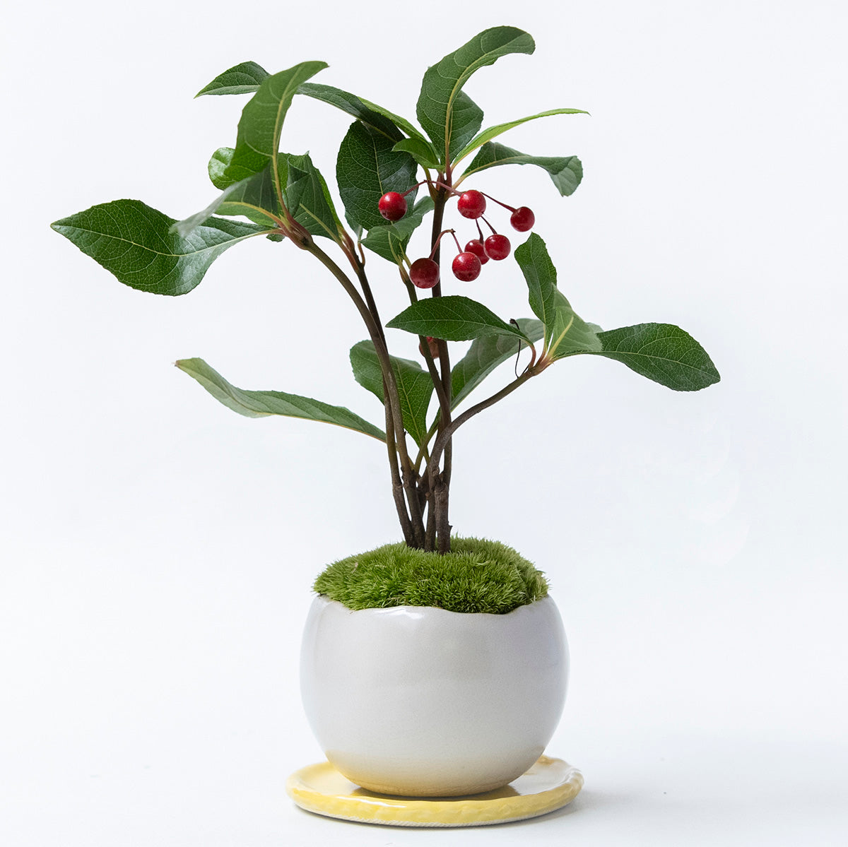 受注販売】四季と盆栽〈冬〉 ｜ ヤブコウジ（十両）