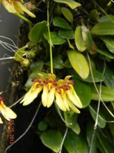 オガサワラシコウラン（小笠原指甲蘭）