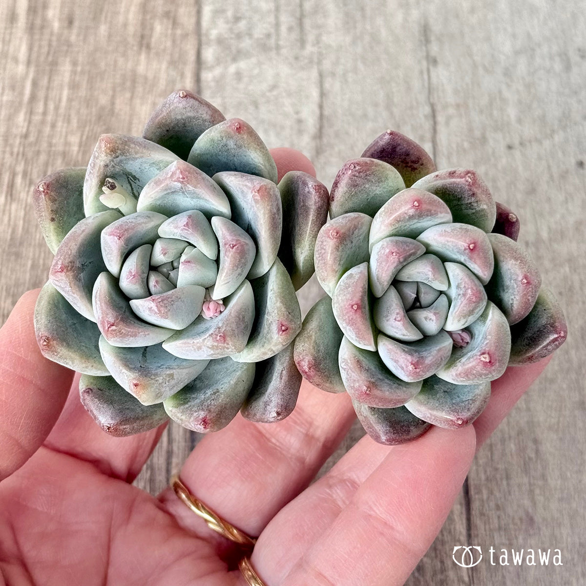 1/27発売】アルバビューティー – 多肉植物の通販・販売サイト tawawa