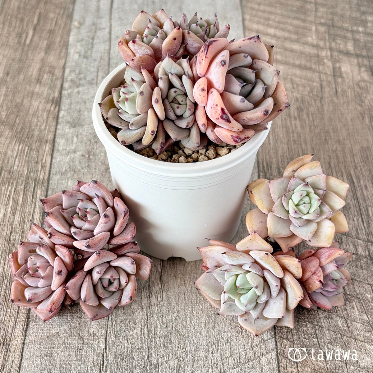 ブラックボール – 多肉植物の通販・販売サイト tawawa