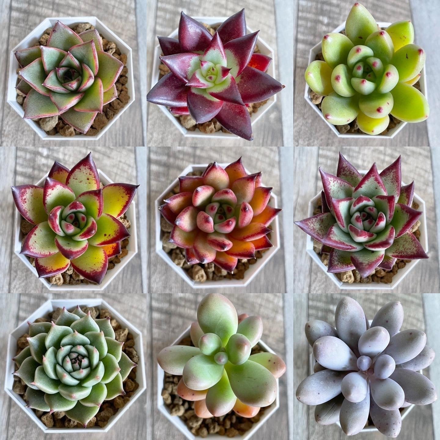 新作MS苗＆その他韓国苗 販売開始のお知らせ – 多肉植物の通販・販売