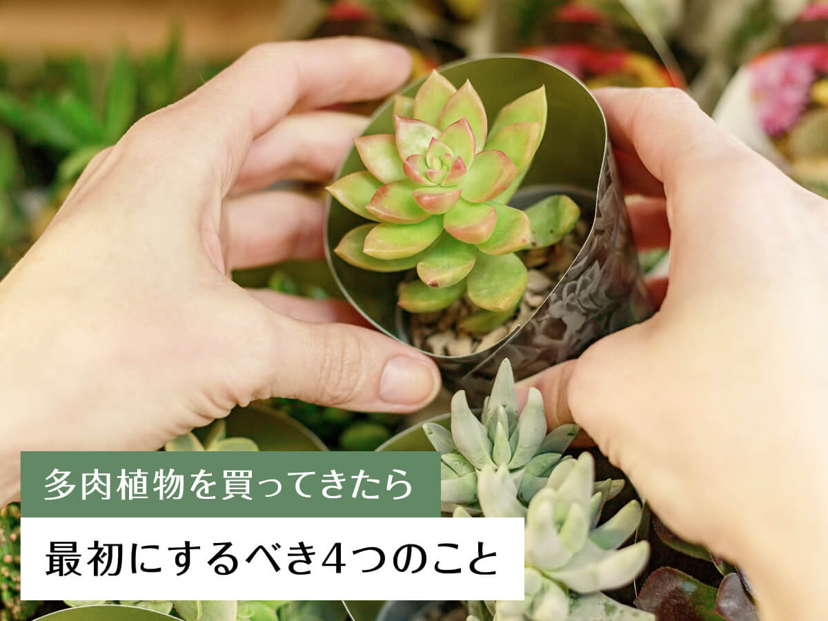 多肉植物を買ってきたら」最初にするべき4つのこと – 多肉植物の通販