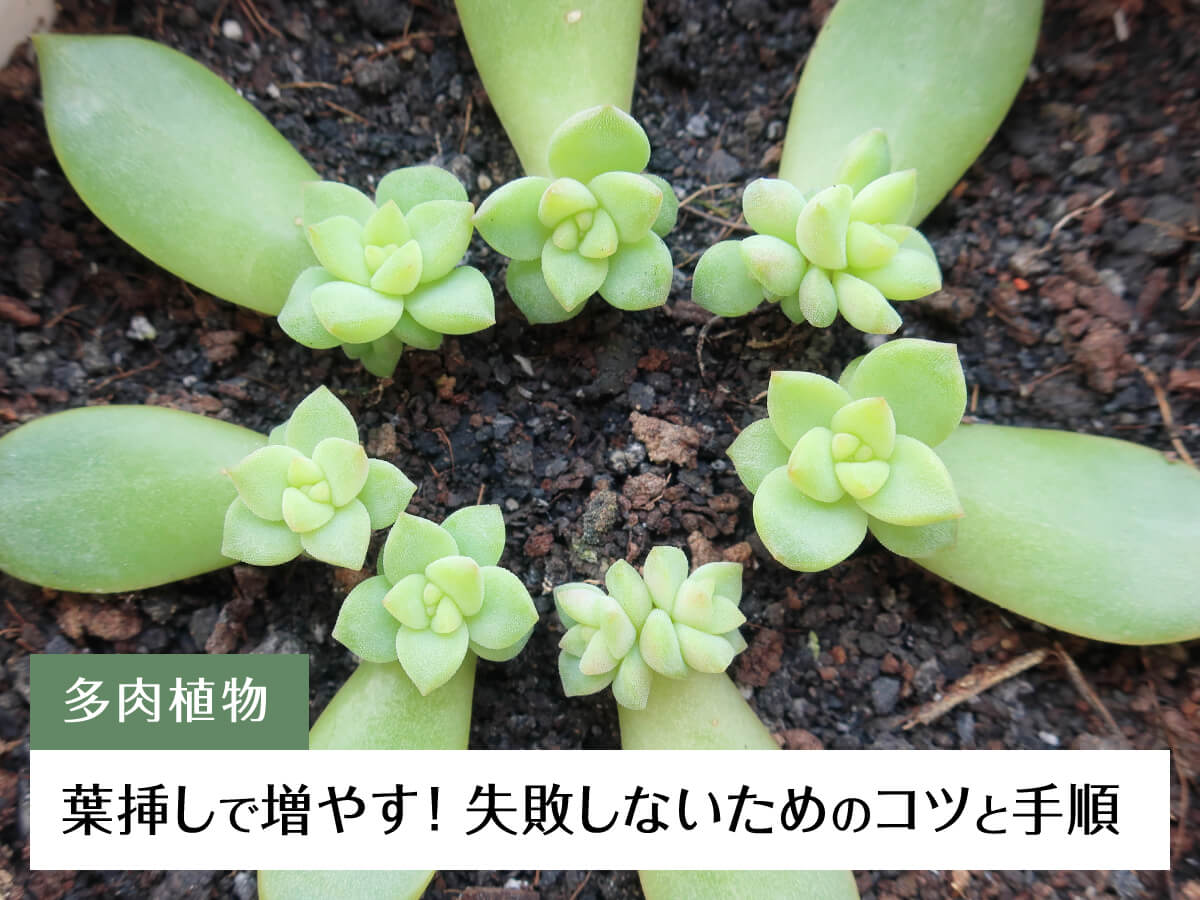 多肉植物」葉挿しで増やす！失敗しないためのコツと手順 – 多肉植物の