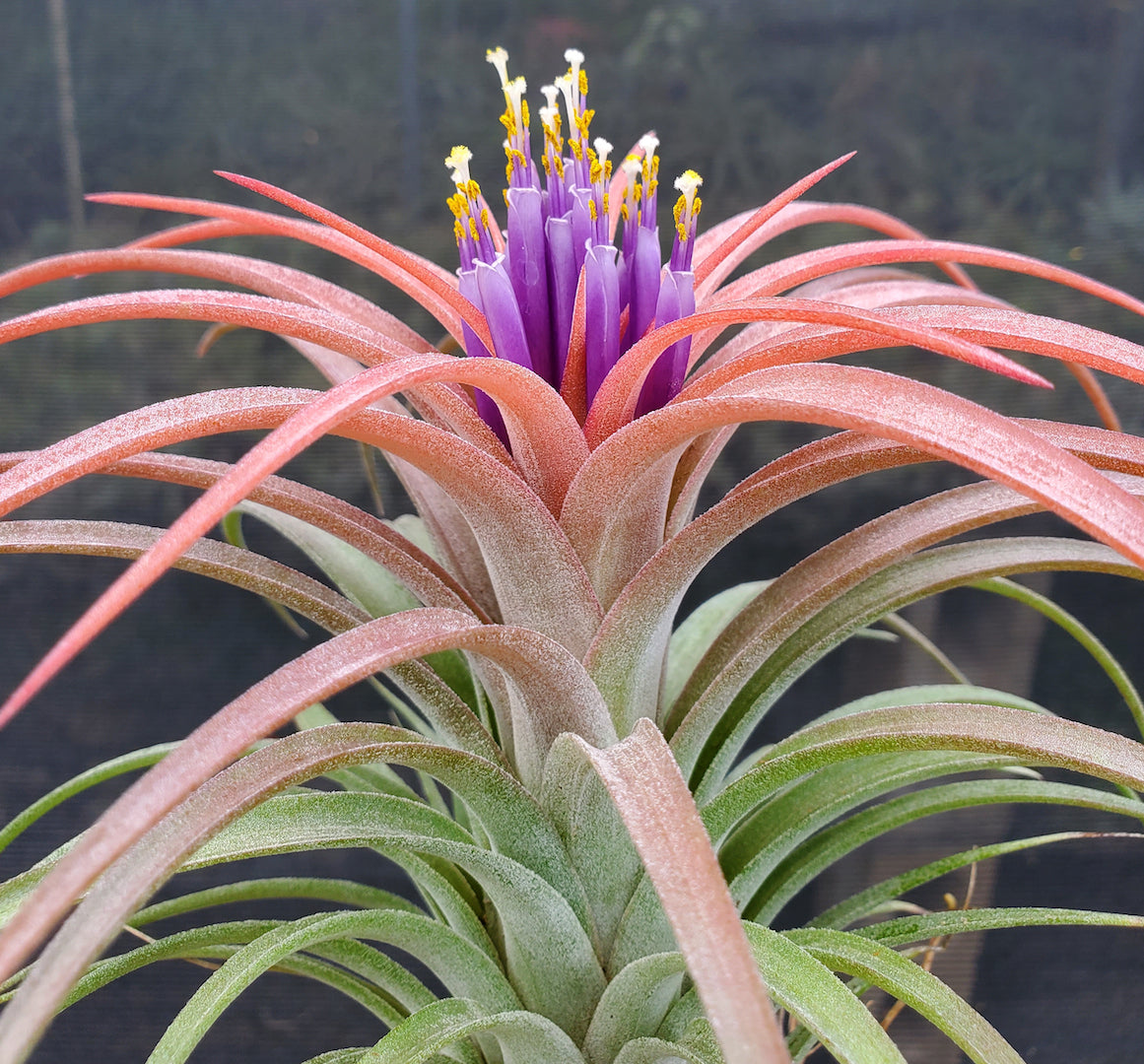 Tillandsia Domingo's Pretty. (Ionantha vanhyningii x brachycaulos