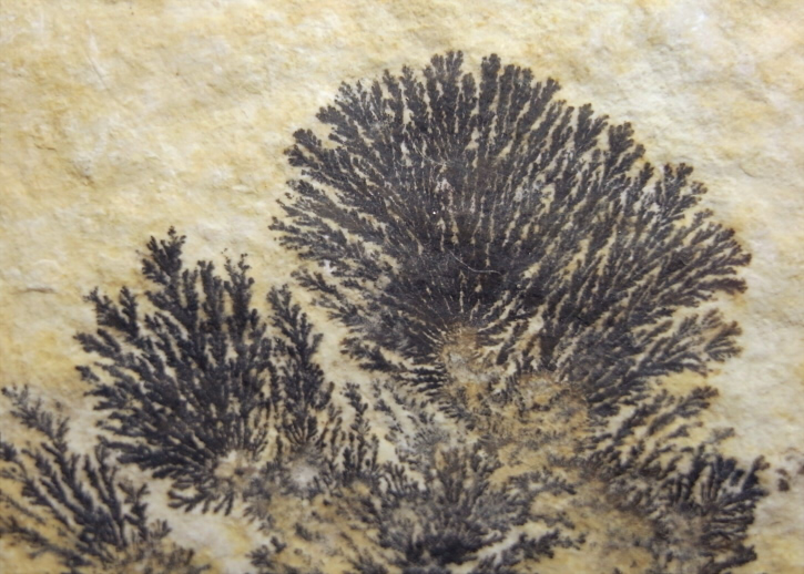 □Dendrite／忍石