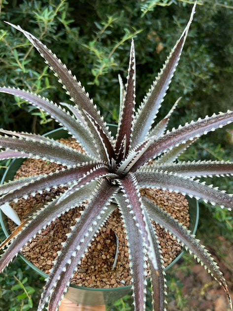DBディッキア Dyckia Arizona x BS small #118 ⑵ DBディッキア Dyckia