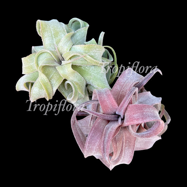 Tillandsia 'Red Robin' – Tropiflora