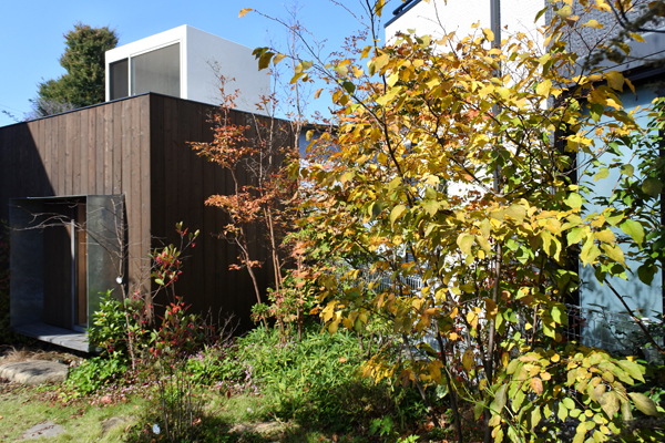 アブラチャン｜小林賢二の庭百景｜つむじ