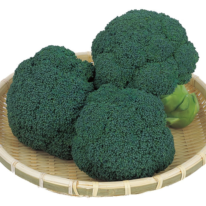 ブロッコリー 「おはよう®」 – 常谷種苗園芸株式会社