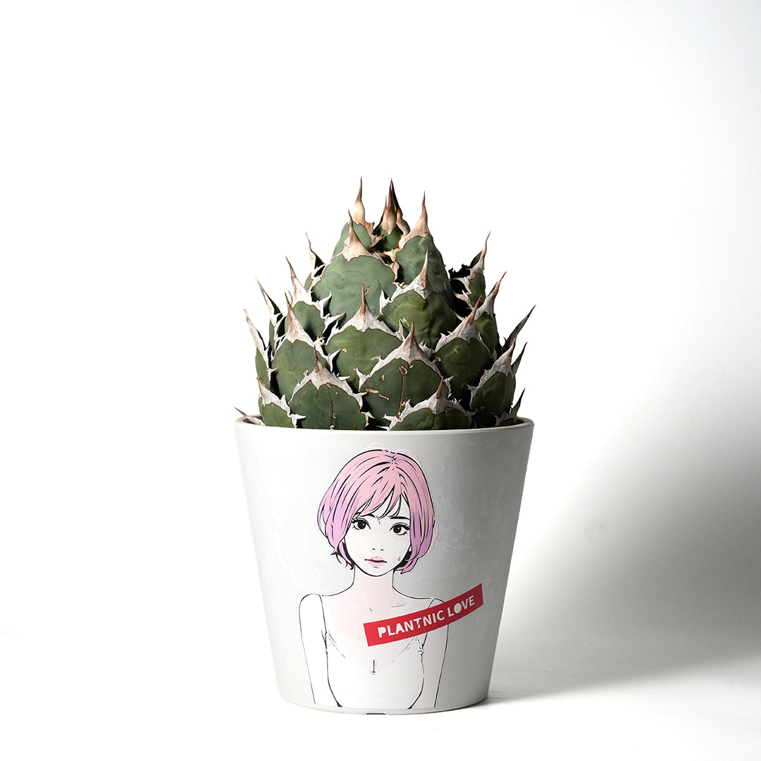 アガベ チタノタ オテロイ – VALIANT GALLERY ONLINE