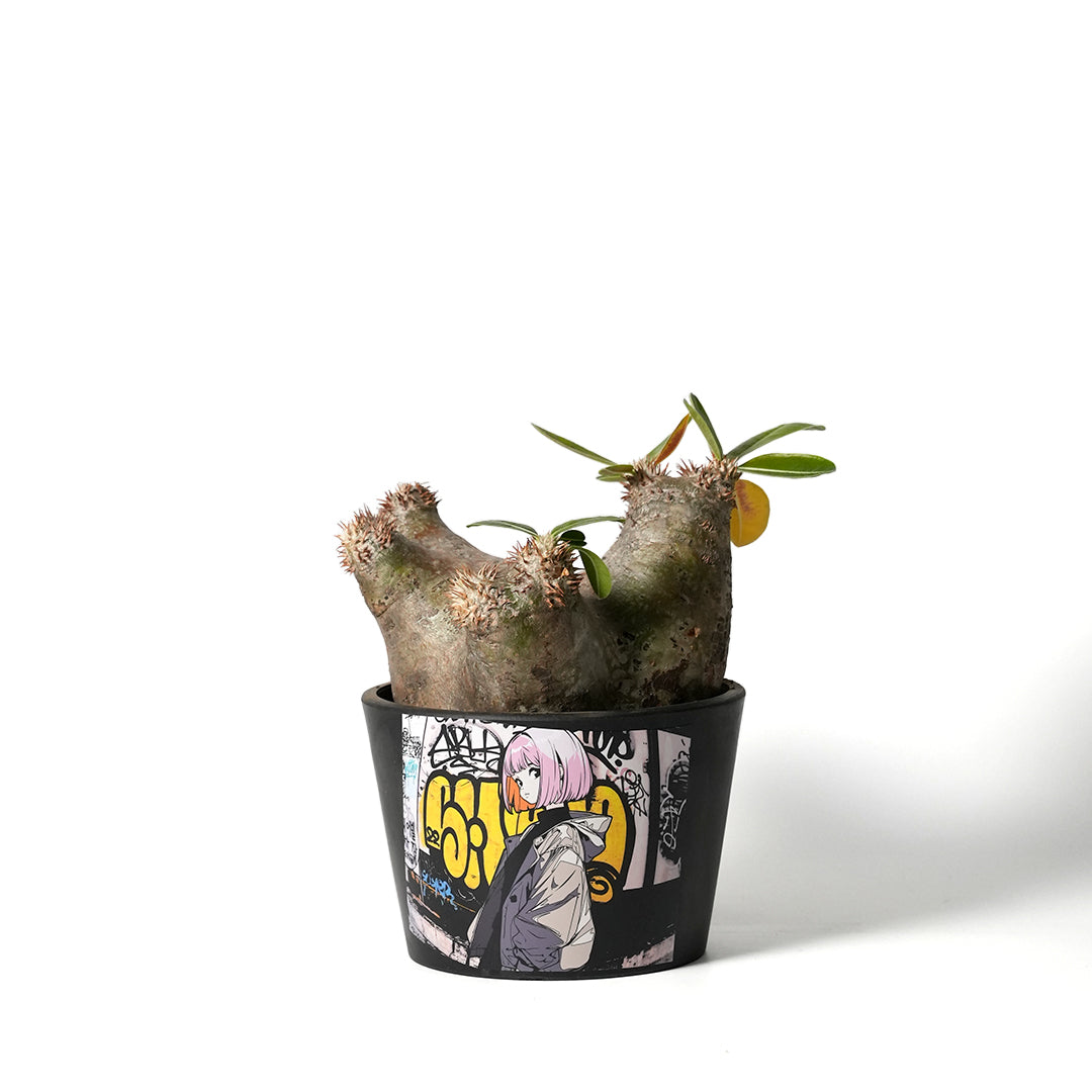 Pachypodium Enigmaticum - パキポディウム・エニグマチカム – VALIANT