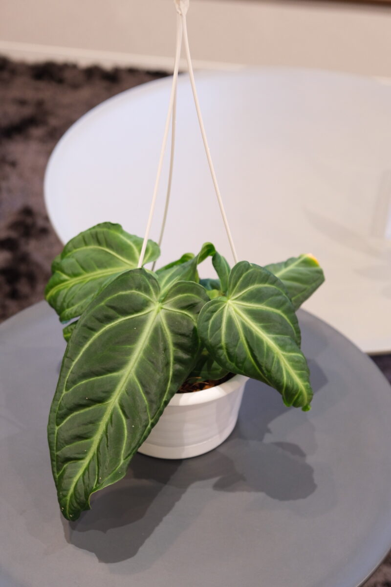 ピックアッププランツ＊July＊ - ベランダガーデン