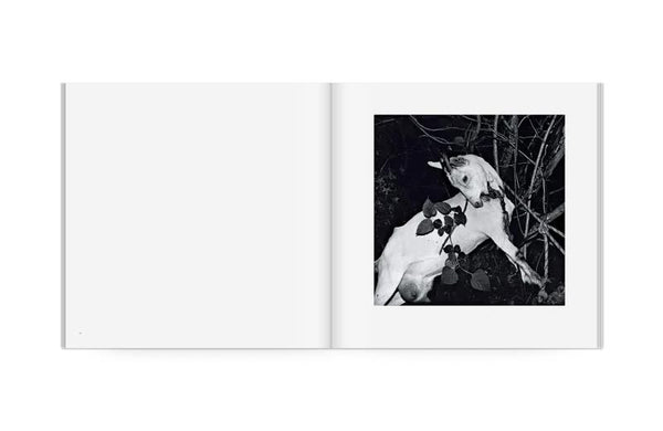 風姿花伝 by 須田一政 – T&M Projects