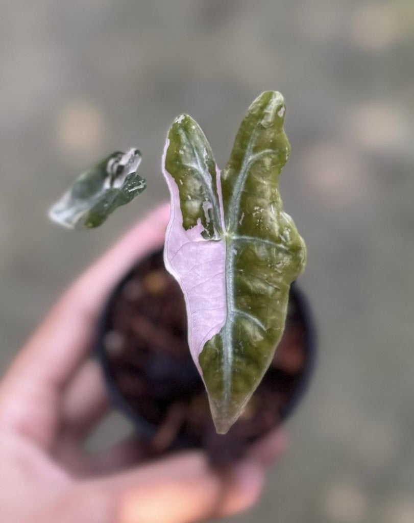 Alocasia Pink Nobilis – TerraFlora Global