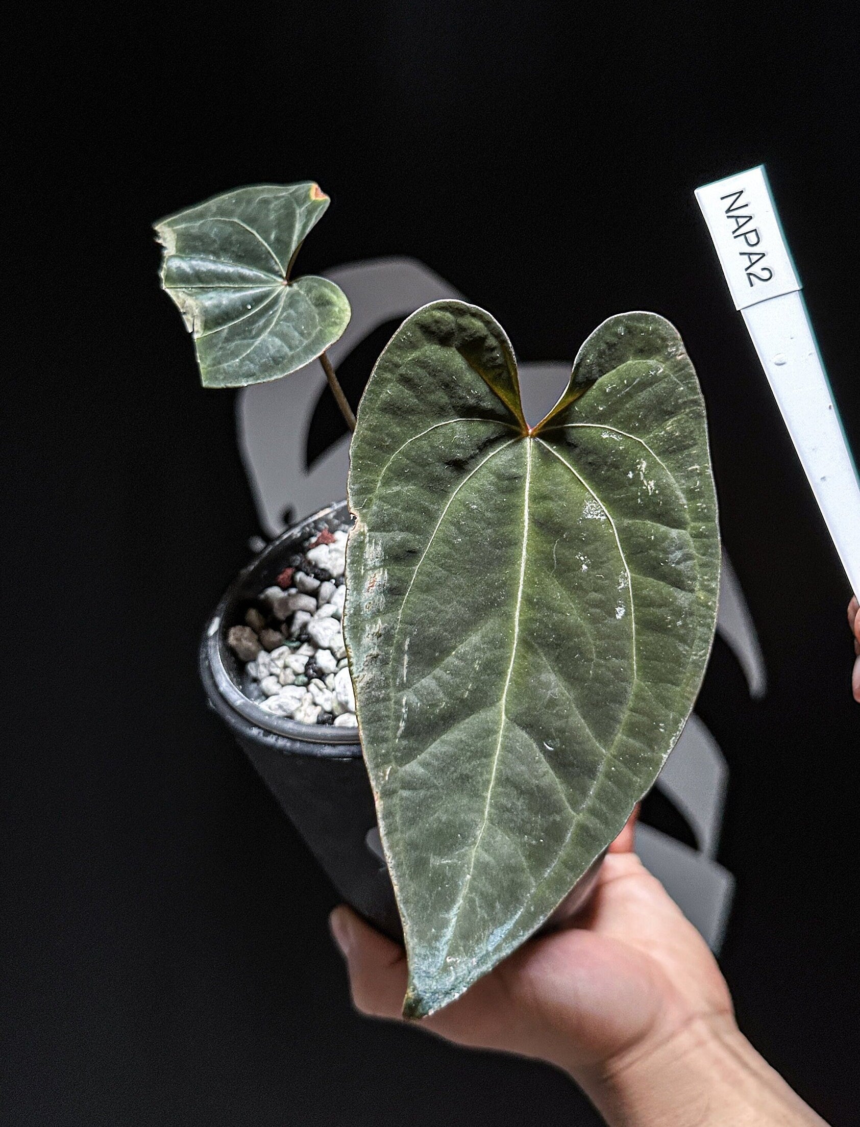 Anthurium Ace of Spade x Portillae - thebasements.com