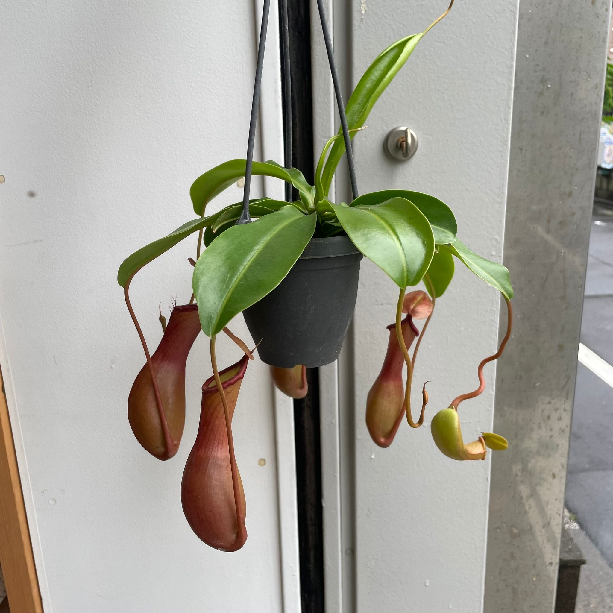 ThePlantSociety_87.jpg?v=