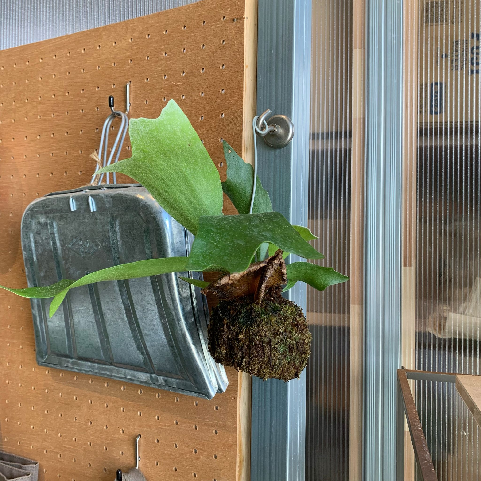 ビカクシダ(コウモリラン) 苔玉 I インドアプランツ Iプラント