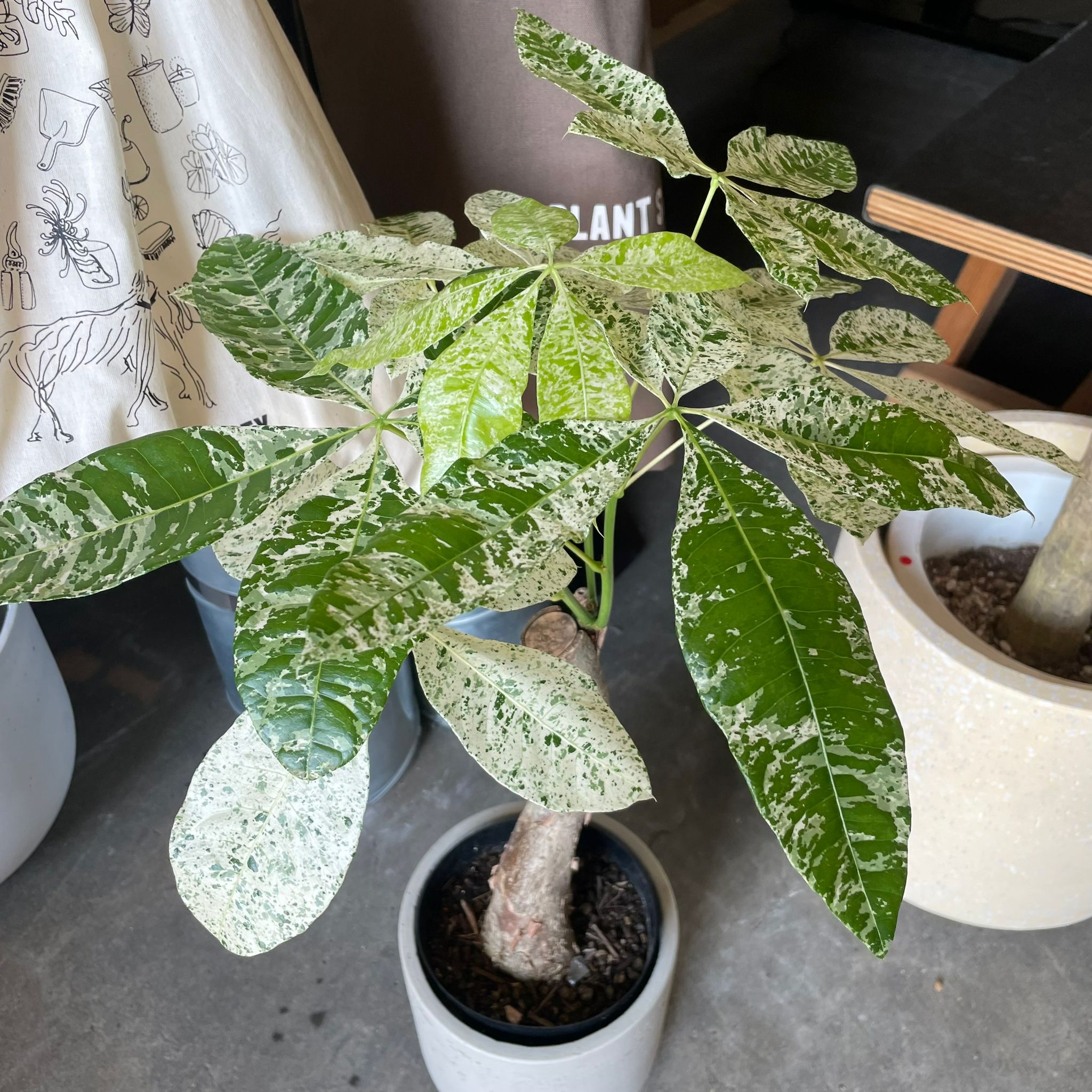 The_Plant_Society_237.jpg?v=