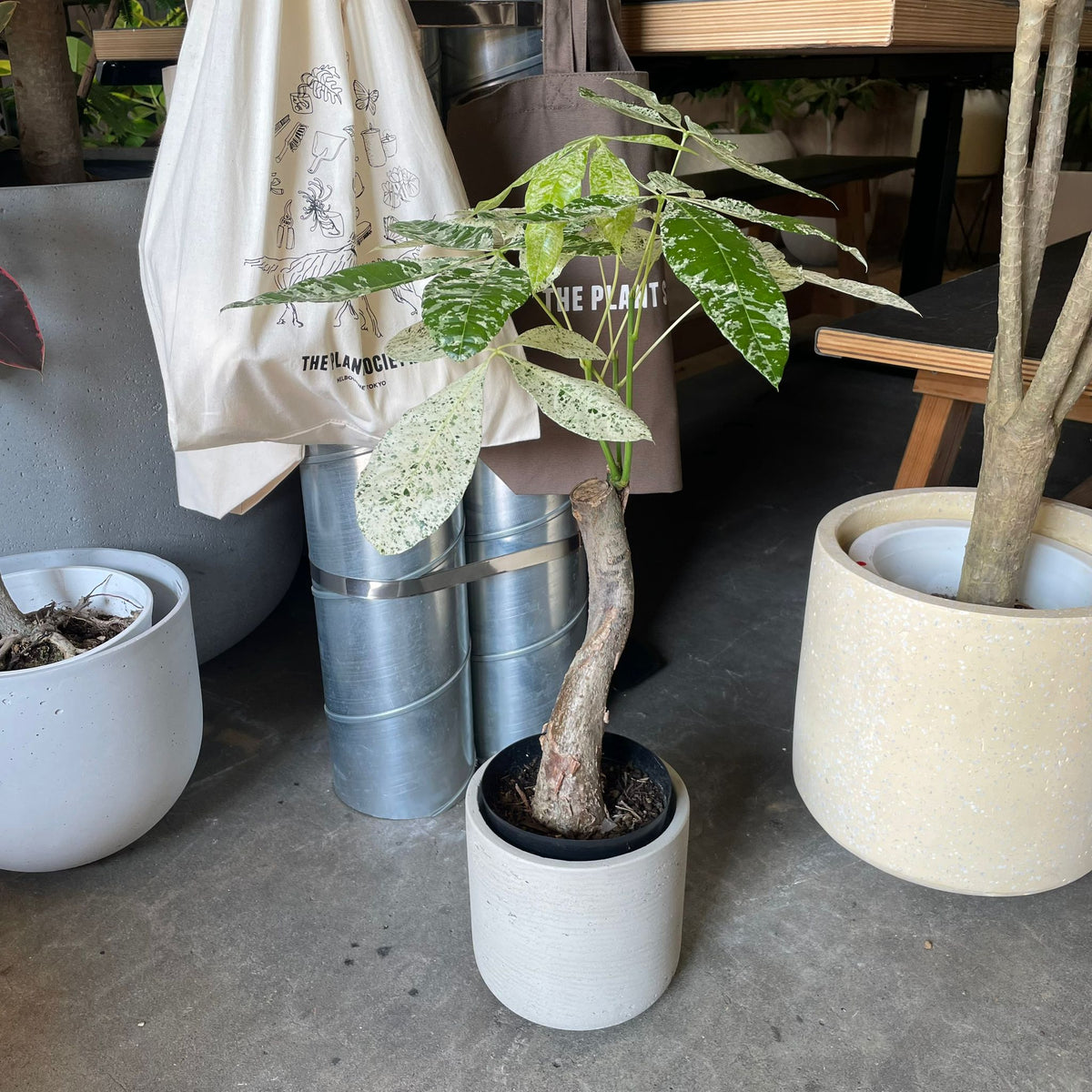 The_Plant_Society_238_1200x120