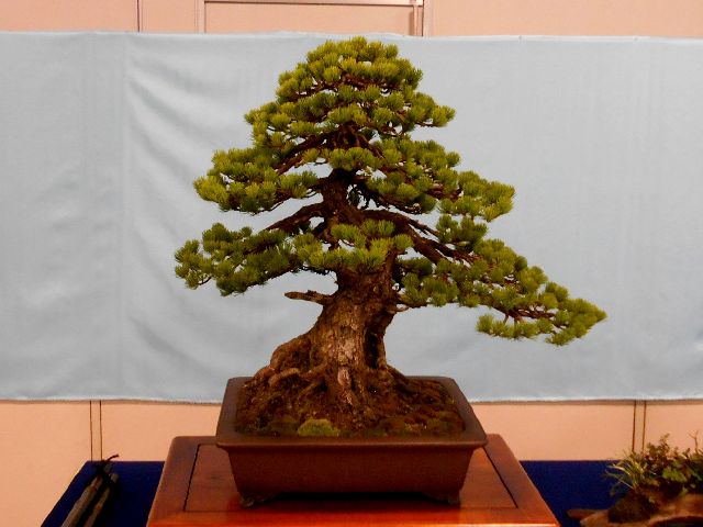 高湯温泉と吾妻五葉松 - ふくしまの旅