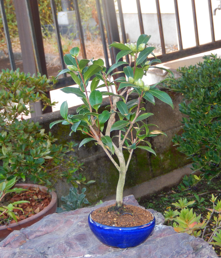 さざんか サザンカ 山茶花のミニ盆栽 |東京盆栽 a-masa-103sazanka2018