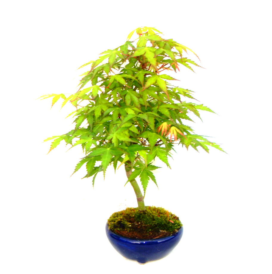 杉 盆栽 屋久島杉｜東京盆栽｜a-masa-103jyoumonsugi2011