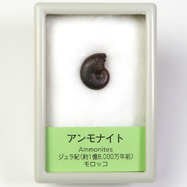 アンモナイト｜化石標本・分売｜化石販売・鉱物販売の東京サイエンス