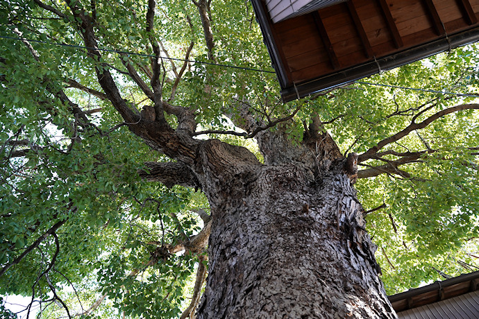三社神社のクスノキ
