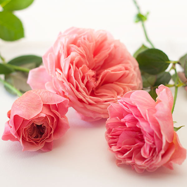 Rose Farm KEIJI | ばら作家、國枝啓司が生み出す「和ばら」を栽培する