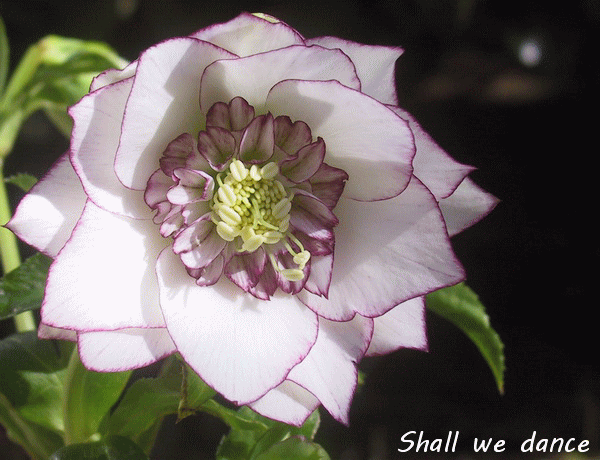 私の花時計 花とShall We Dance