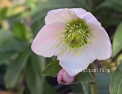 クリスマスローズの原種と交配種 苗販売 ＞ クリスマスローズ 原種