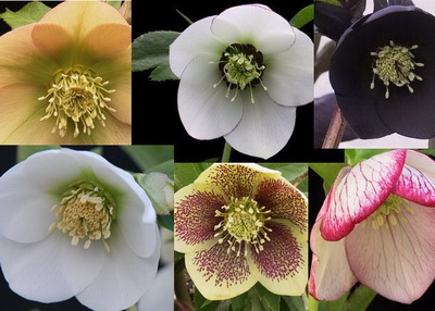 クリスマスローズの開花株 お買い得セット販売 ＞ クリスマスローズの