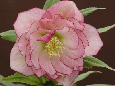 クリスマスローズのダブル（八重） 苗 販売 ＞ クリスマスローズ