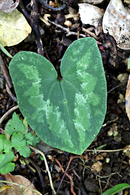 ウンゼンカンアオイ