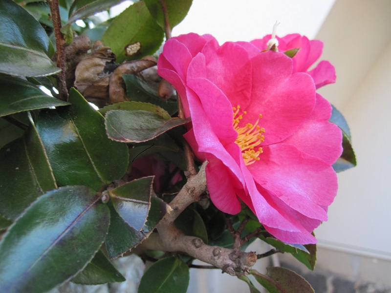 山椿（やまつばき） | やのくに純真米粉