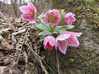 チベタヌス実生苗販売ページ～ Zoony Garden