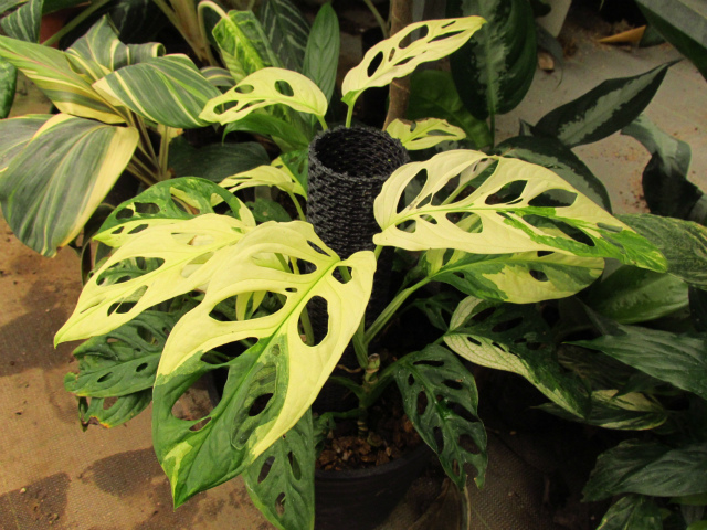 マドカズラ 斑入り 画像1は親木参考 | 希少植物の販売 アグラオネマ