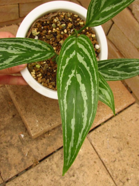 Aglaonema lillian (アグラオネマ・リリアン) 映画レオンラストに登場
